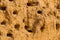 A colony of bird holes in a sandstone cliff. Bird nesting place