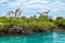 Colony of birds on an island in the Seychelles.