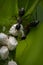 A colony of black ants feeding on aphid eggs