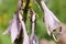 Colony of black bean aphid Aphis fabae on flowers of plantain lily or Hosta