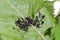 Colony of the Black Cherry Aphid or cherry blackfly Myzus cerasi on leaf of cherries