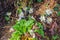 Colony of Bloodroot, Sanguinaria canadensis