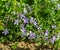 Colony Blue Dogbane, Amsonia tabernaemobtana