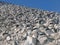 Colony blue-eyed cormorants on hillside