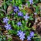 Colony of Blue Periwinkle Wildflowers, Vinca Minor