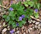 A colony of blue violet plants emerging in a spring forest.