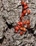 A colony of bright red forest bugs on the bark of a tree