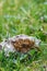 Colony, brown furry caterpillars on granite stone