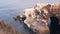 Colony of brown pelican, pelecanus flock, birds nesting, California coast, USA.