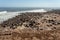 Colony of brown seal in Cape Cross, Namibia