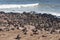 Colony of brown seal in Cape Cross, Namibia