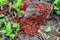 Colony of bugs (Pyrrhocoridae) red bug, moskalik, moskal, soldier bug,