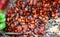 Colony of bugs (Pyrrhocoridae) red bug, moskalik, moskal, soldier bug,