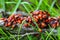 Colony of bugs (Pyrrhocoridae) red bug, muscalyk, - an insect of the family of red bugs crawls on a tree branch.