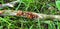 Colony of bugs (Pyrrhocoridae) red bug, muscalyk, - an insect of the family of red bugs crawls on a tree branch.