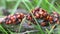 Colony of bugs (Pyrrhocoridae) red bug, muscalyk, - an insect of the family of red bugs crawls on a tree branch.