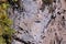 Colony of a butterflies on a stone wall of Tumalo creek canyon