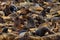 Colony of Cape Brown fur seal, Arctocephalus pusillus, a lot of animals on the beach. Art view nature on the, Walvis Bay, Namibia