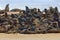 Colony of Cape Brown fur seal, Arctocephalus pusillus, a lot of animals on the beach. Art view nature on the, Walvis Bay, Namibia