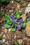 Colony of Common Blue Violet