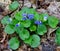 A colony of common blue violet plants in a spring forest.