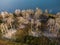 Colony of cormorants on a dead pine trees. Batak lake, Bulgaria