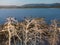 Colony of cormorants on a dead pine trees. Batak lake, Bulgaria