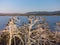 Colony of cormorants on a dead pine trees. Batak lake, Bulgaria