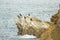 Colony of cormorants (Galhetas in popular Portuguese) in a rock on Baleal village, Peniche, Leiria district, Portugal. Zoologic