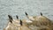 Colony of cormorants (Galhetas in popular Portuguese) in a rock on Baleal village, Peniche, Leiria district, Portugal. Zoologic