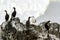 Colony cormorants Phalacrocorax carbo and seagulls, Kamchatka Peninsula, nearby Cape Kekurny, Russia