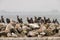 Colony cormorants with seagulls on a stone mole