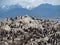 A Colony of Cormorants with Snowy Mountains