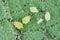 Colony of Cotton aphid also called melon aphid and cotton aphid - Aphis gossypii.