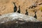 Colony crested cormorants on stones.