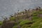 Colony of cute puffins