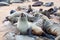 Colony of Eared Brown Fur Seals at Cape Cross,Namibia, South Africa,