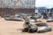 Colony of Eared Brown Fur Seals at Cape Cross,Namibia, South Africa,