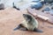 Colony of Eared Brown Fur Seals at Cape Cross,Namibia, South Africa,