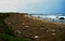 Colony of the Elefant Seals in nothern California at the Piedras Blancas