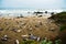 Colony of the Elephant seals in the northen California USA