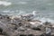 A colony of European herring gulls (Larus argentatus) resting on rocks