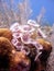 Colony of feather duster worms