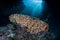 Colony of Fire Coral in Solomon Islands