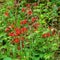 Colony of Fire Pink Wildflowers