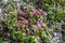 A colony of firebugs sitting on a stunted green plant, swarm and potter there. Named Pyrrhocoris apterus insects.