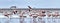 Colony of Flamingos on the Natron lake.