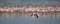 Colony of Flamingos on the Natron lake.Lesser Flamingo Scientific name: Phoenicoparrus minor. Tanzania Africa.