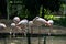 The colony of flamingos stand on the pool