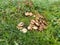 Colony of forest mushrooms in foliage and grass. Mixed forest